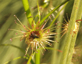 Drosera peltata ssp. auriculata