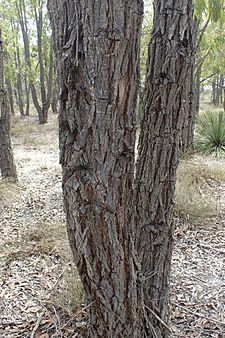 Eucalyptus patens bark