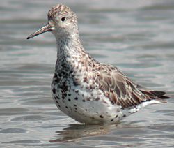 Great Knot scarboro .sep02