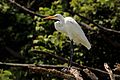Great egret (Ardea alba) Tobago