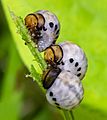 Leaf Beetle Grubs (Chrysomelidae spp.)