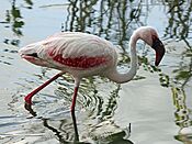 Lesser Flamingo RWD.jpg