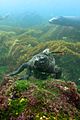 Marine Iguana (Amblyrhynchus cristatus) feeding underwater off Fernandina Island, Galápagos Islands