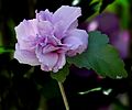 Rose of Sharon, Double Purple Althea -- Hibiscus syriacus 'Ardens'