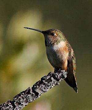 Rufous hummingbird female