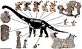 Savannasaurus skeleton