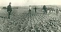 Southport Globe Onion field ca. 1880