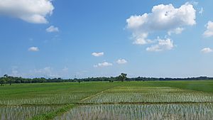 Wet rice paddy fields in Dibrugarh district, Assam, NE India