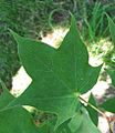 Acer Truncatum leaf