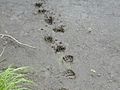 Bear tracks (5062843250)