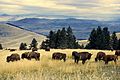Bison herd grazing at the National Bison Range