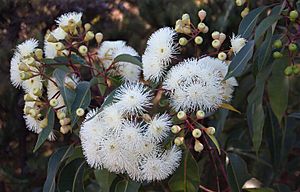 Eucalyptus calophylla flowers2 Cataby email