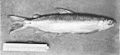 FMIB 49704 Gwyniad, caught by H Anderson, Esq Ullswater 1904