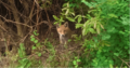 Fox cub bushes