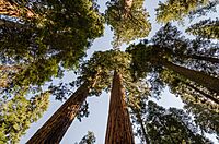 Giant sequoia grove
