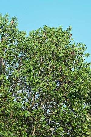 Mangroves at Muzhappilangad 024