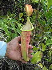 Nepenthes rafflesiana hybrid