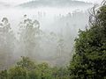 Nilgiris cloudy forest.