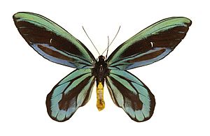 Ornithoptera alexandrae nash