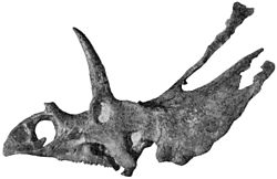 Pentaceratops skull.jpg
