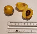 Ripe single seeded loquats