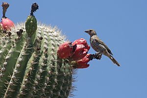 Saguaro cactus fruits with bird