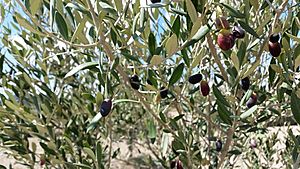 Bidni olives.jpg