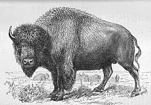 Bull Buffalo - Project Gutenberg eText 17748