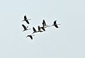 Common Cranes (Grus grus) at Sultanpur I Picture 076