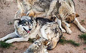 Grey wolves at Wild Animal Sanctuary