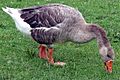 Greylag Goose Grauwe Gans