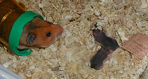 Hamster with babies