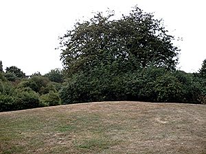 Rayleigh Castle - Top of the motte - geograph.org.uk - 211114