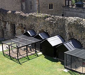 Tower of London -cages for ravens-8a-5Aug2004