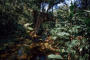 Trilha da figueira na Reserva Particular do Patrimônio Natural Salto Morato.jpg