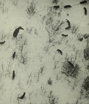 Wolves of Isle Royale (1966) Wolves vs Moose