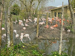 Aa chesterozoo flamingos 00