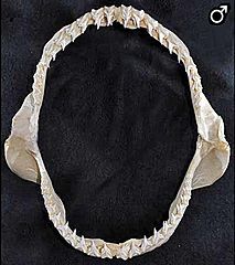 Alopias superciliosus male teeth
