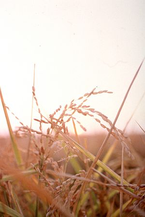 CSIRO ScienceImage 383 Head of rice in a field