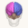 Cerebral hemisphere - animation