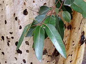 Eucalyptus cladocalyx leaves and bark