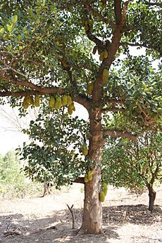 Jackfruit tree in Gujarat