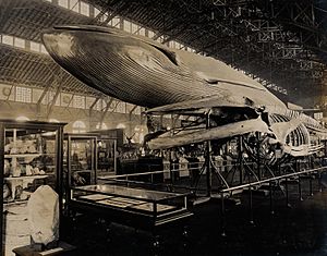 Natural History exhibit with a blue whale skeleton and model Wellcome V0038342