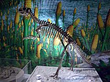 Psittacosaurus mongoliensis skeleton.JPG