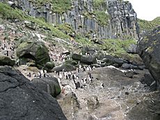 Antipodes Penguin