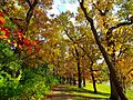 Autumn in Middleton - panoramio