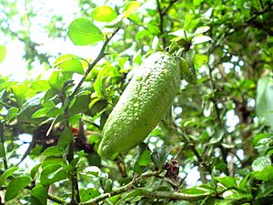 Citrus australasica green fruit1