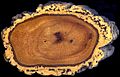 Cork oak trunk section