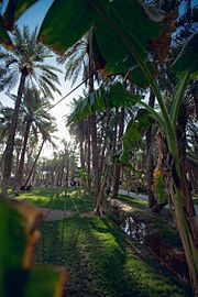 Dates Palms in Buraidah resort