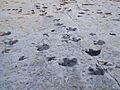 Dinosaur Ridge tracks.JPG